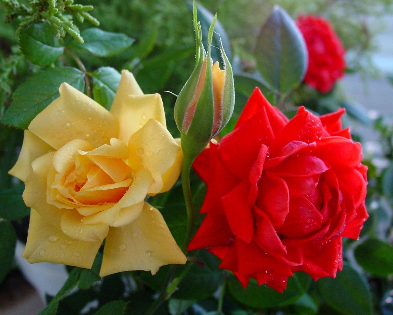 roses, flowers, buds, drops, close-up, shrub