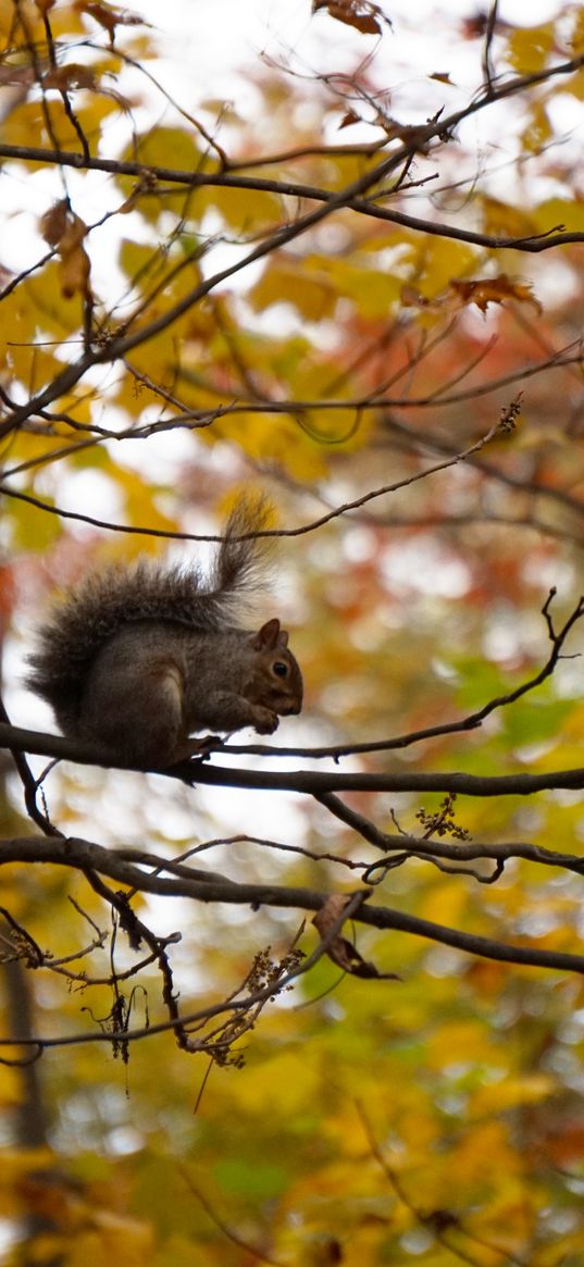 squirrel, branches, rodent, autumn, blur