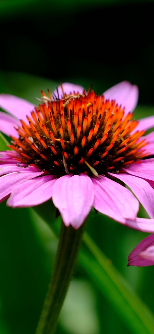 echinacea, petals, flowers, blur