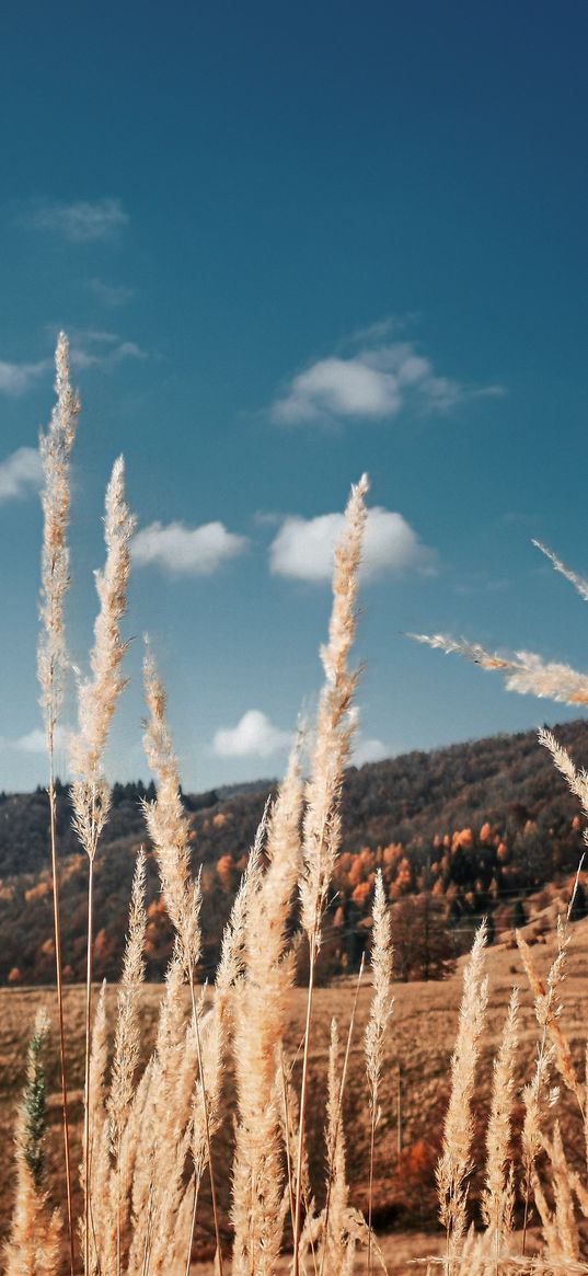 ears, field, trees, forest, hill, blue sky, clouds, nature