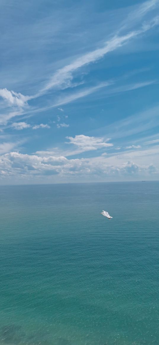 seagull, bird, sea, horizon, clouds, blue sky, nature