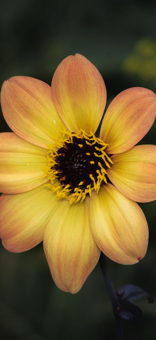 flower, pollen, petals, stamens, macro