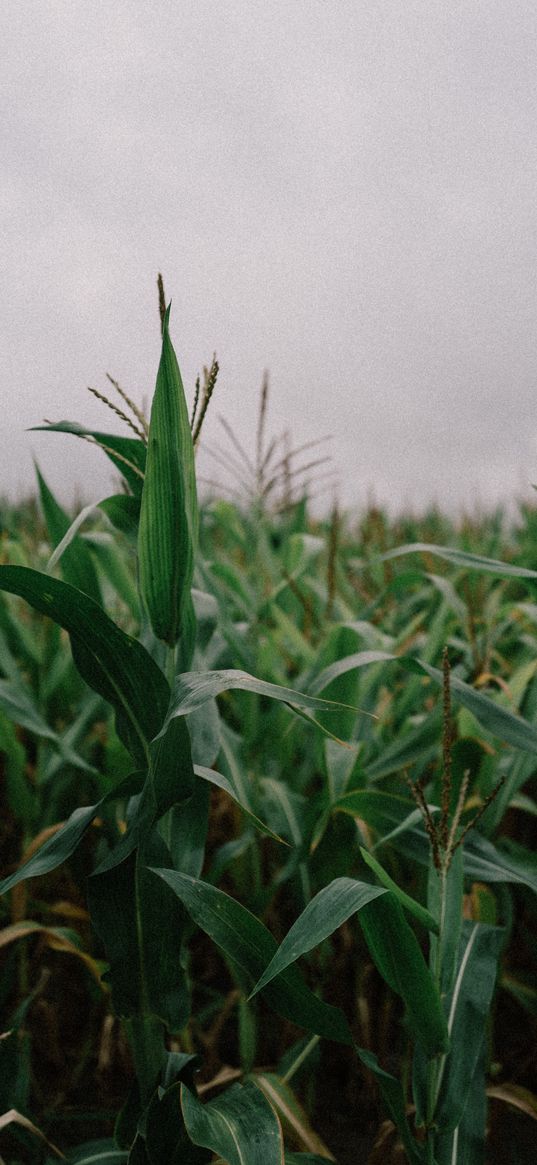 corn, plant, greenery, field, dark