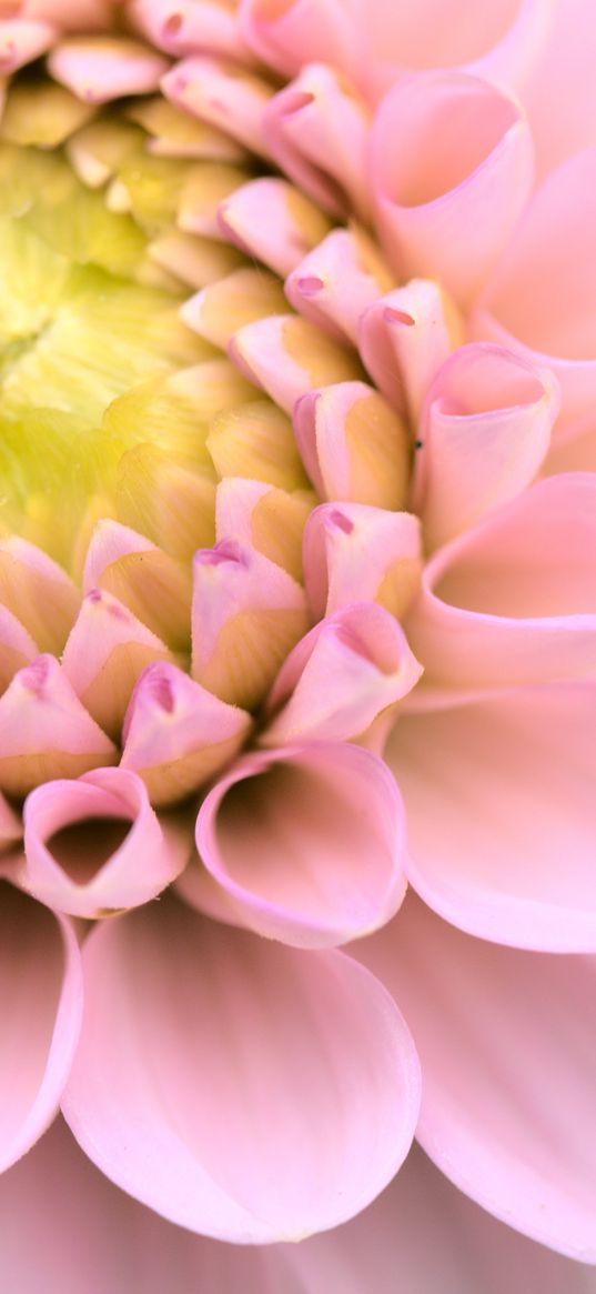 dahlia, flower, pink, macro, petals