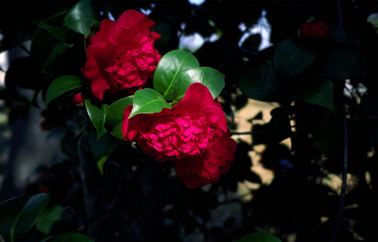 roses, flowers, garden, shrub, shade