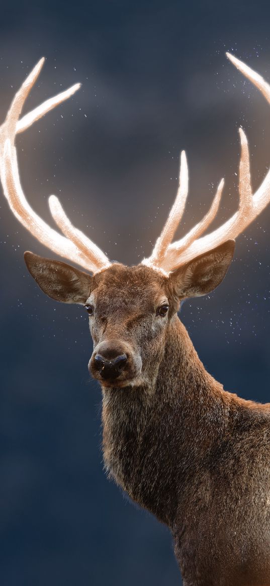 deer, sparkle, night