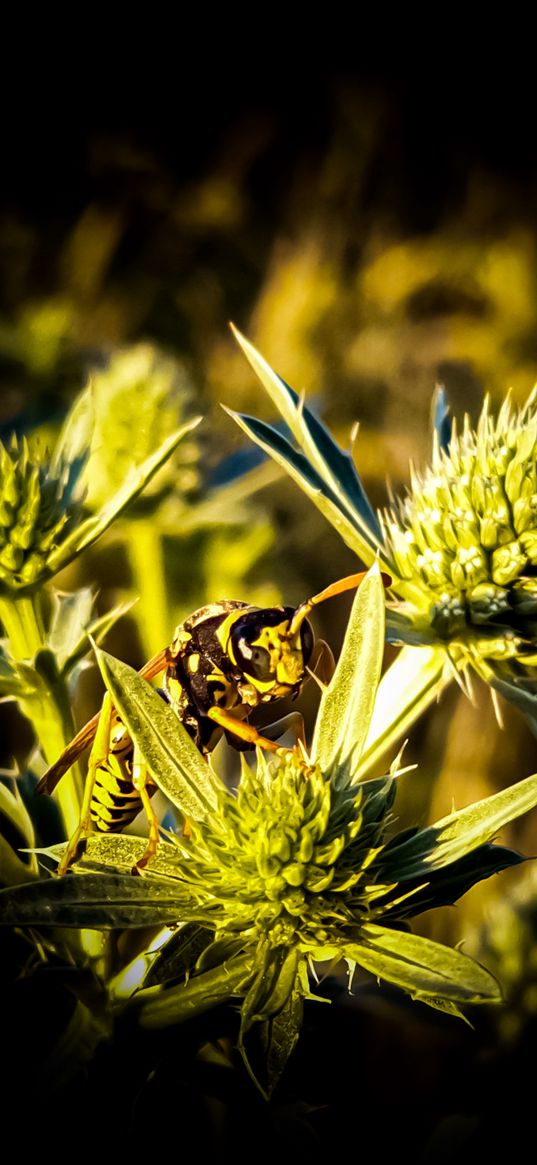 bee, wasp, macro, light