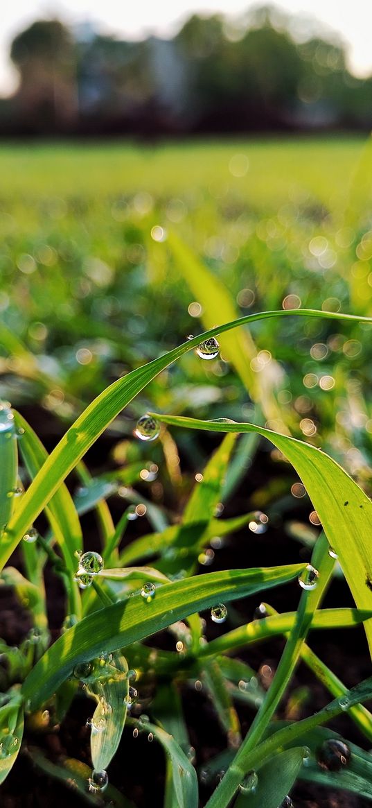 grass, drops, dew, field, green, macro, nature