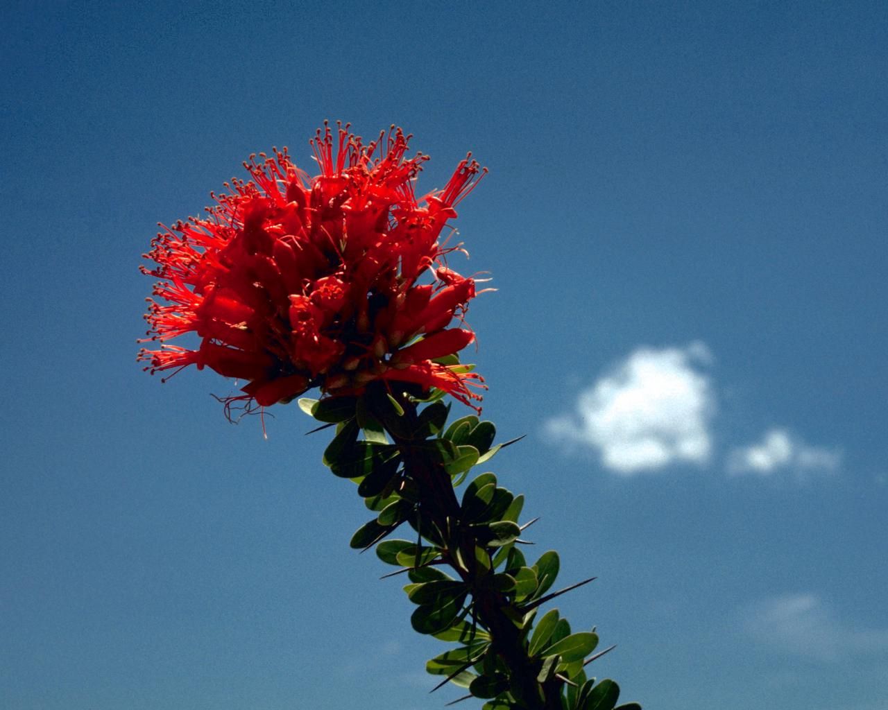 flower, red, bright, stalk, sky, cloud