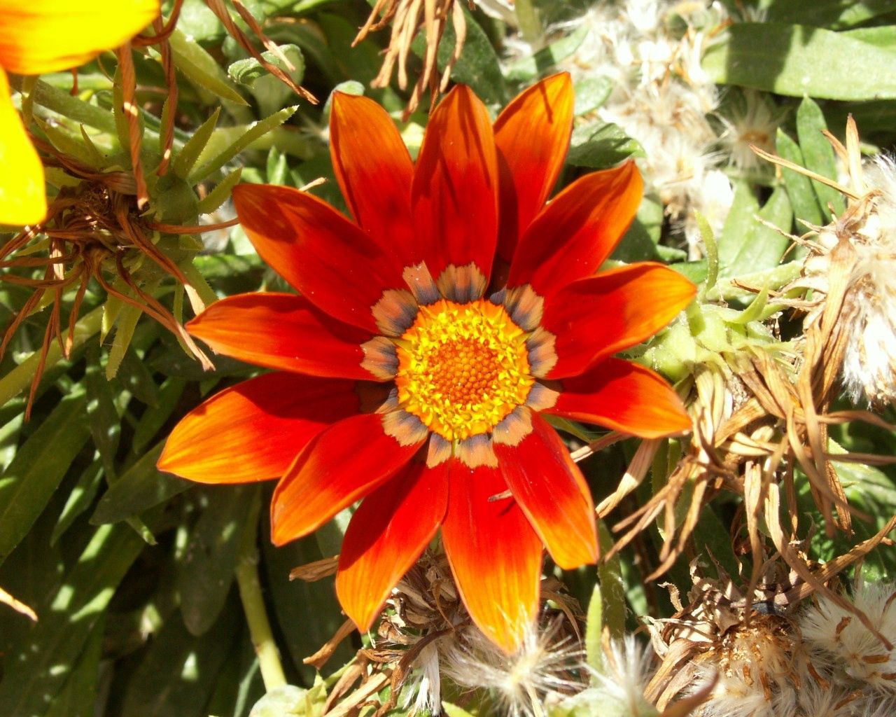 gazaniya, flower, bright, green, close-up