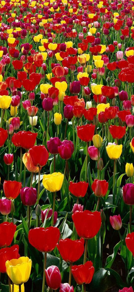 tulips, flowers, red, yellow, bright, green, box, spring