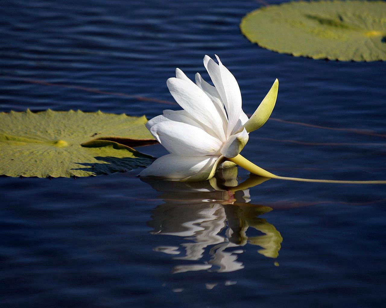 lily lies, water surface, leaves, reflection