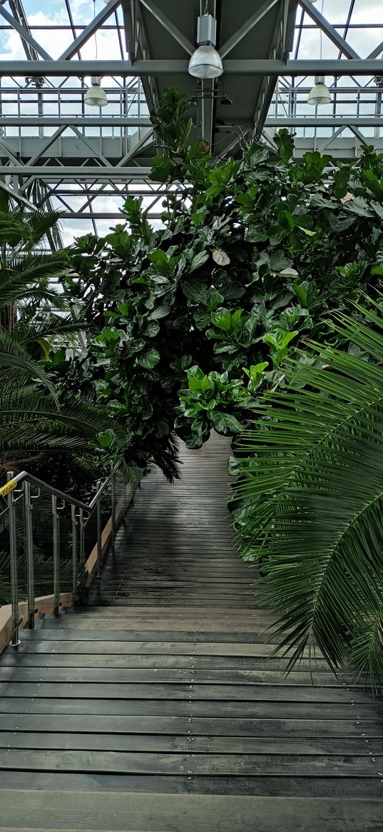 plants, greenhouse, botanical garden, stairs, glass roof, nature