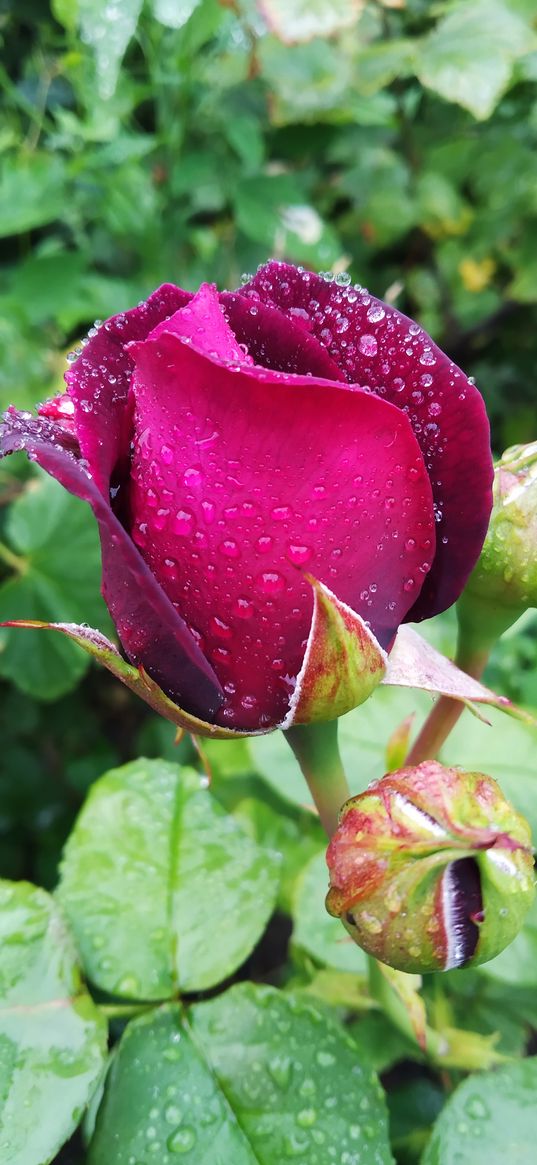 rose, flowers, burgundy, drops