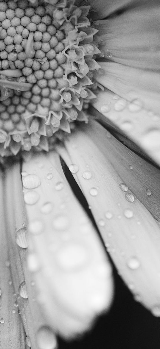 daisy, flower, drops, macro