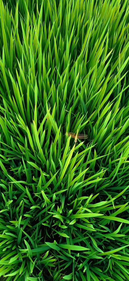 grass, dragonfly, insect, green, nature