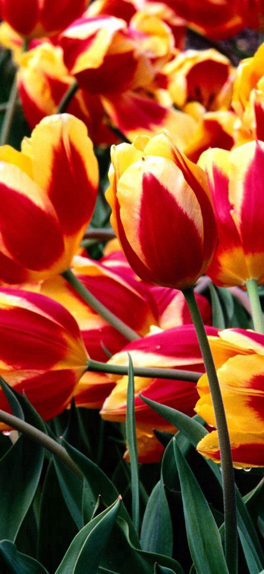 tulips, flowers, colorful, drop, freshness, greenery, flowerbed