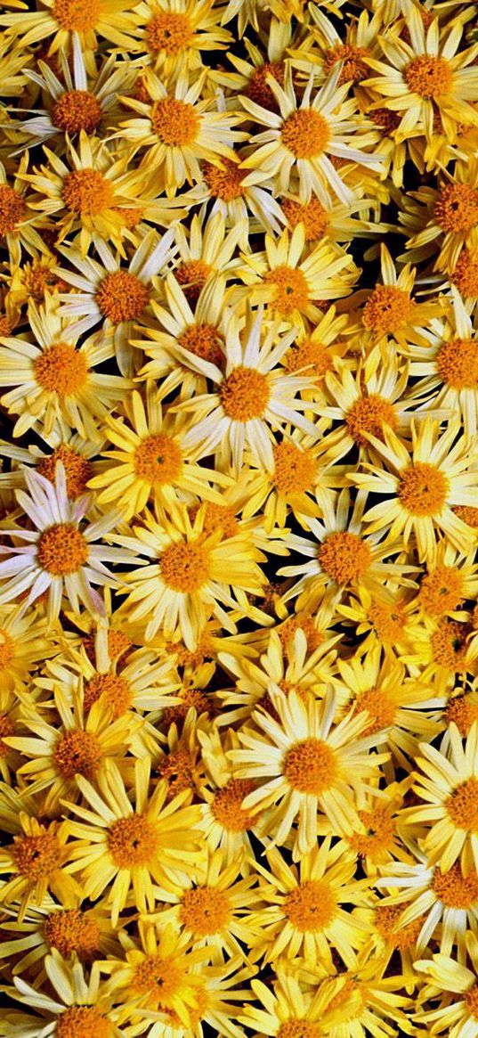 flowers, daisies, yellow, many