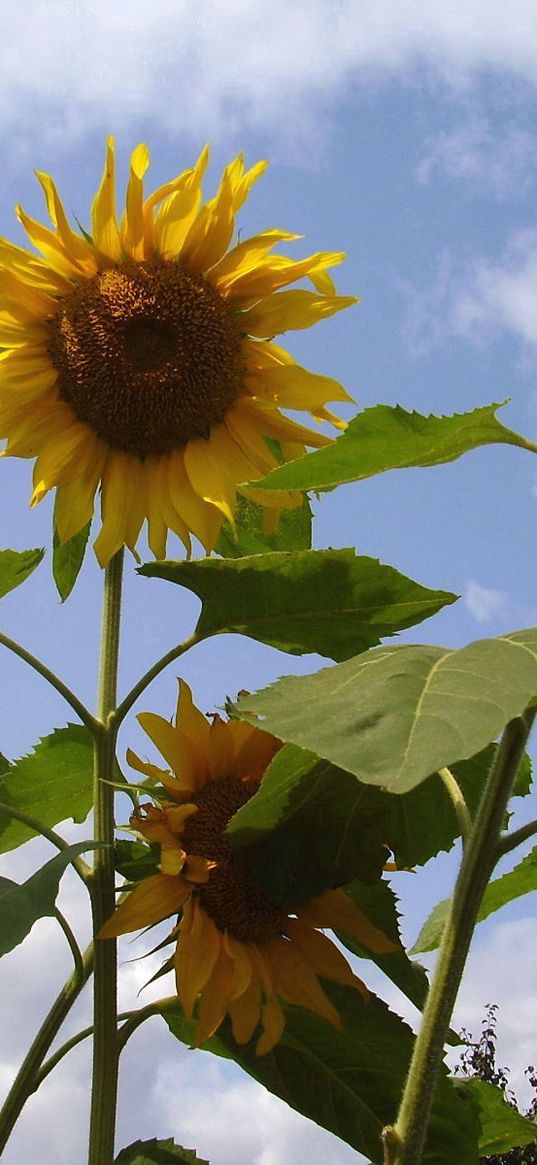 sunflower, seeds, stems, height, sky, verdure, summer