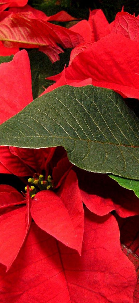 poinsettia, flower, leaf, close-up