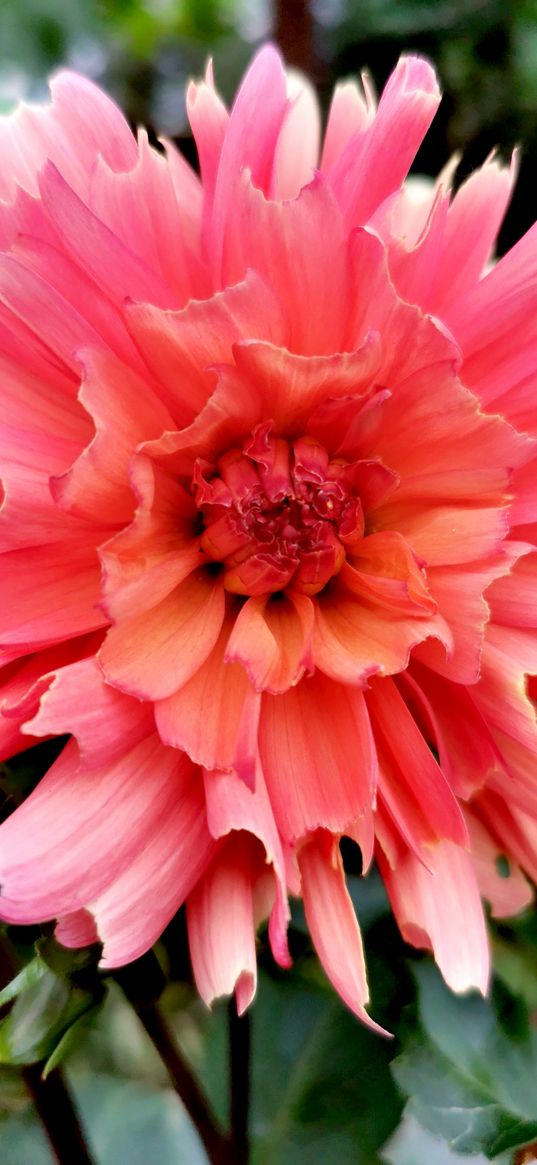 dahlia, flower, petals, pink, macro, plant, nature