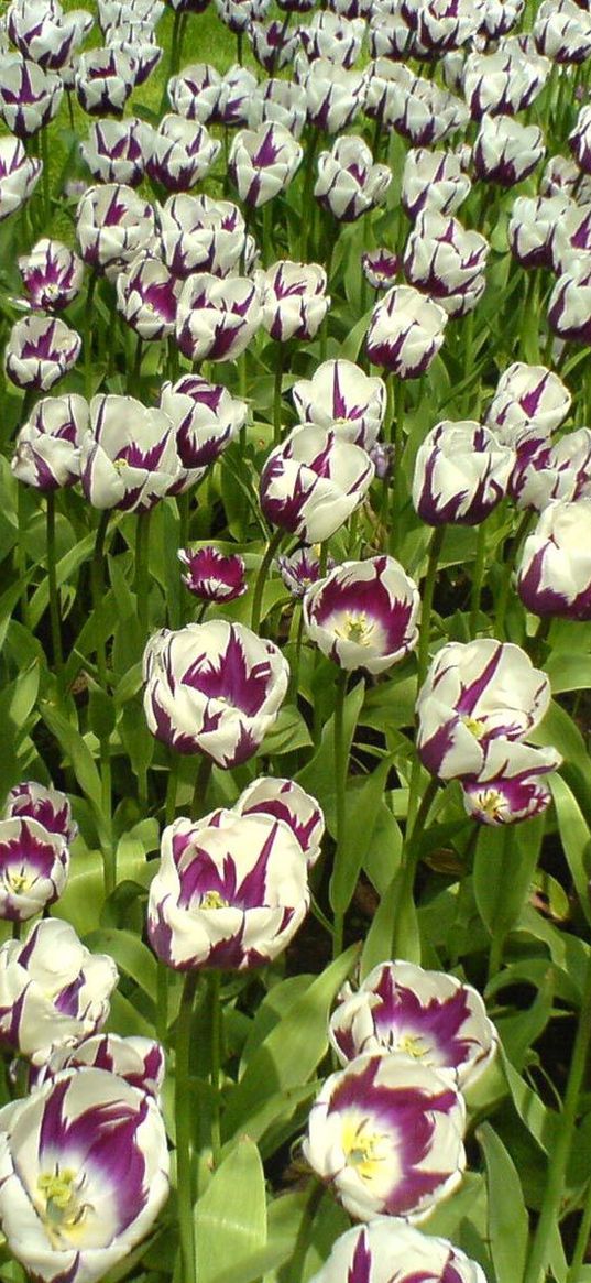 tulips, flowers, colorful, loose, flowerbed, lawn, park