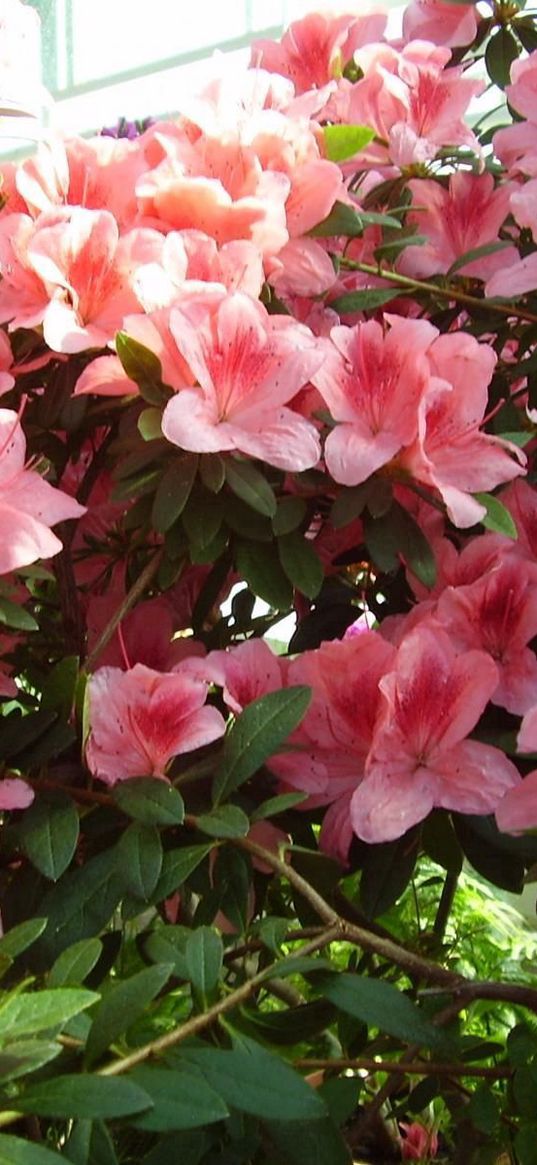 azaleas, shrubs, flowering, branches, greens