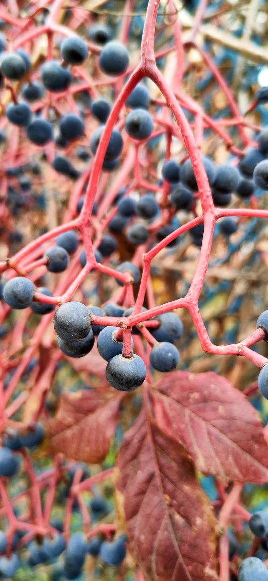 grapes, berries, branches, leaves, autumn