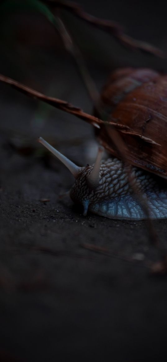 snail, earth, twigs, macro, nature