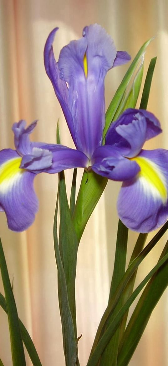 irises, flowers, shade, green