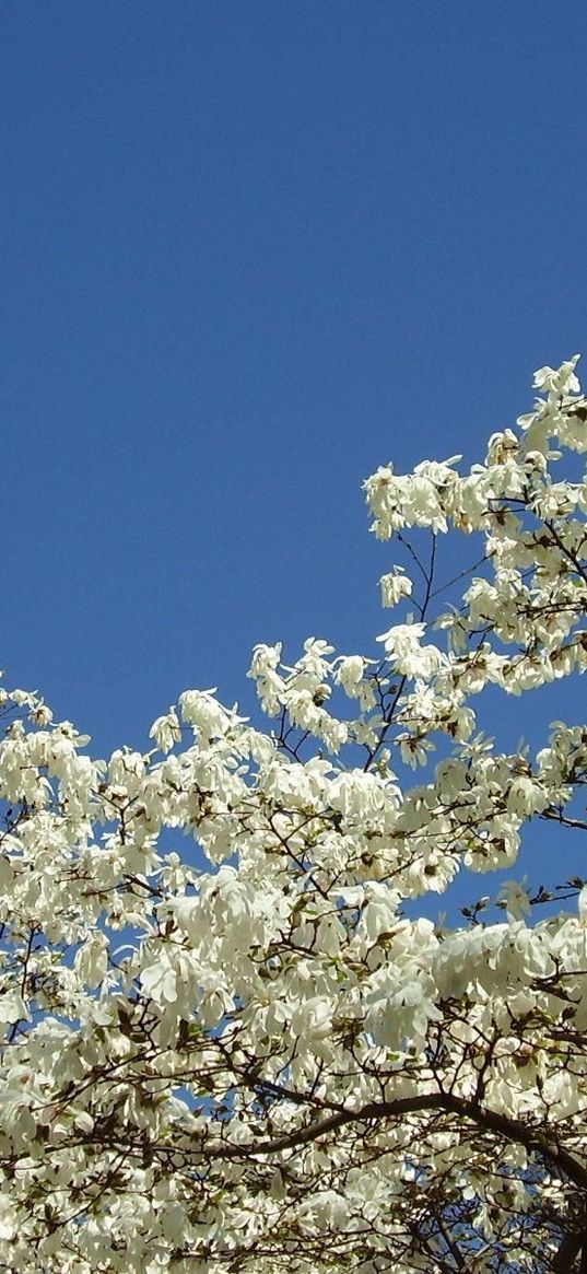 magnolia, blossoms, snowy, tree, spring, sky