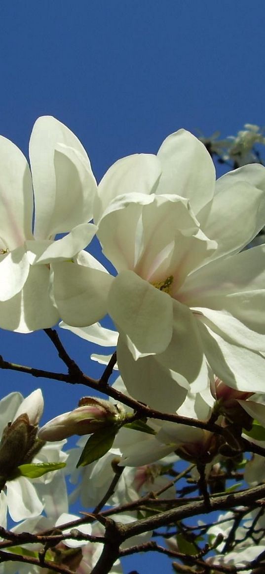 magnolia, white, blossom, branch, sky, close-up