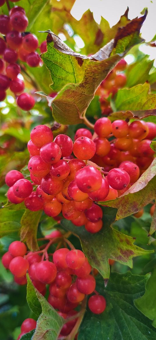 viburnum, red, berries, nature