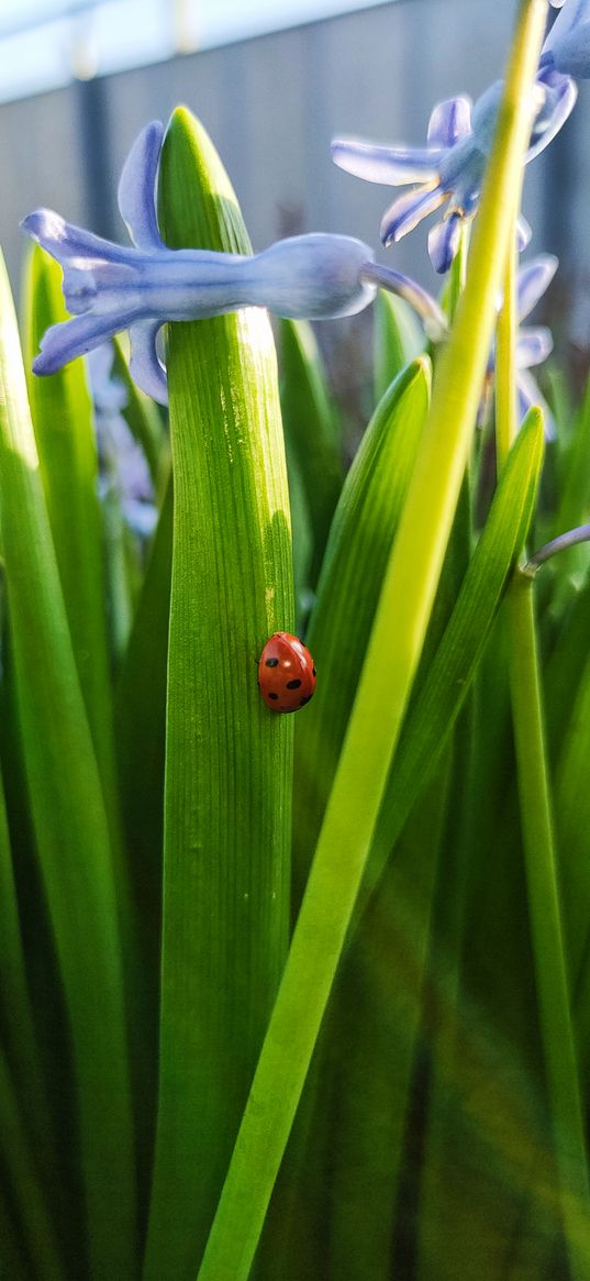 ladybug, insect, greenery, flowers, spring