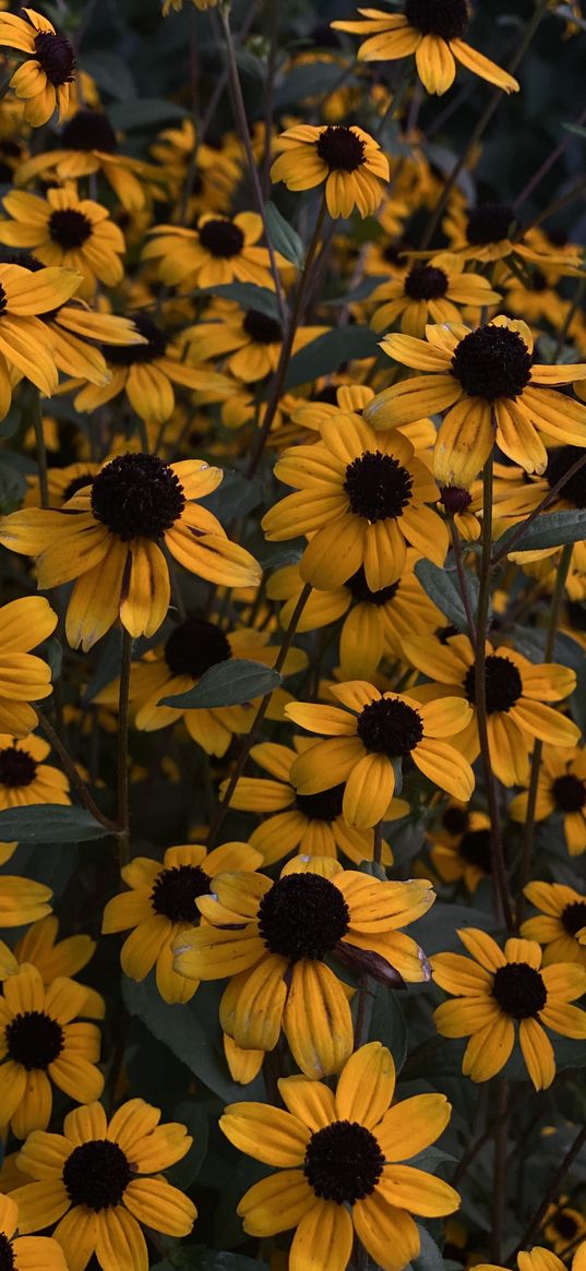 rudbeckia, flowers, yellow, orange, nature