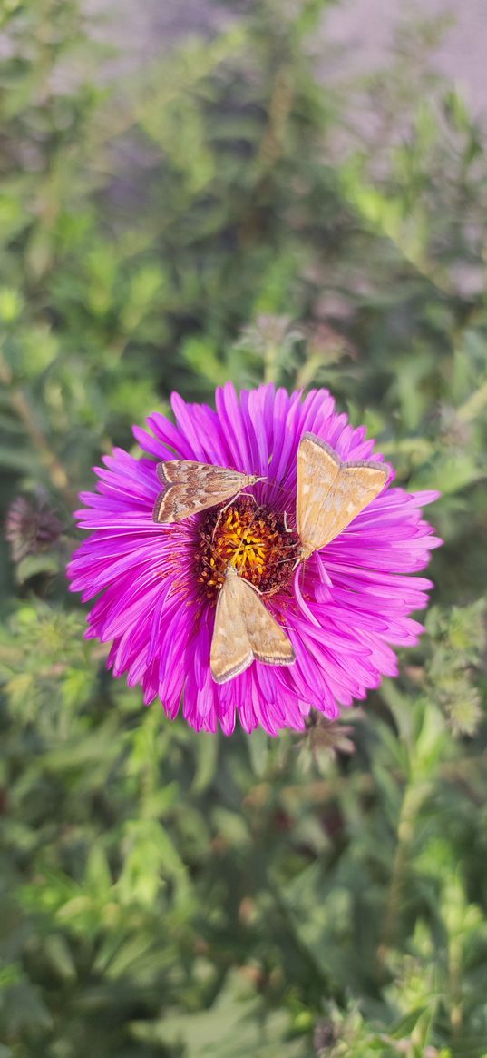 flower, pink, moths, insects, plant, nature