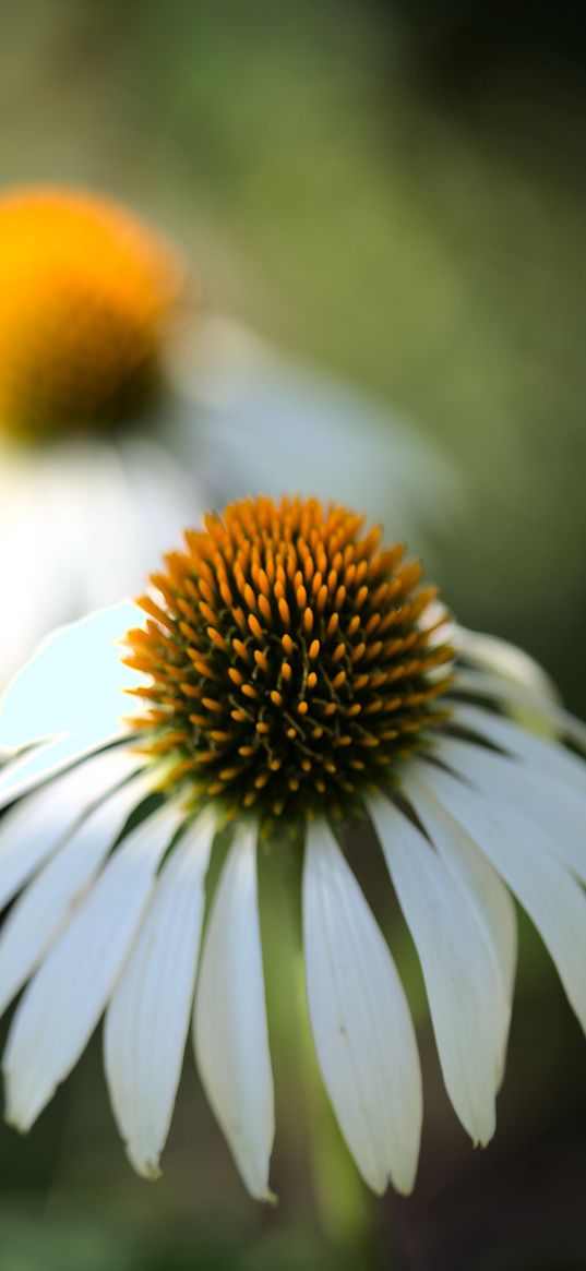 echinacea, flower, petals, blur