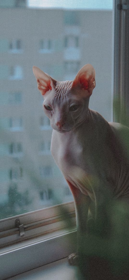 cat, sphinx, bald, window, pet, animal