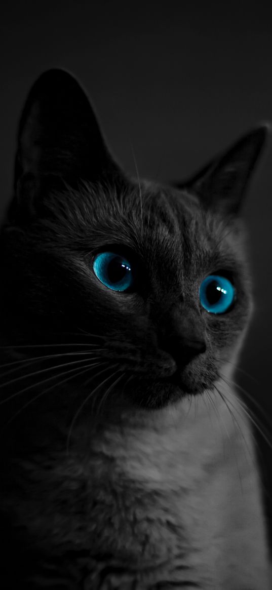 cat, blue eyes, pet, dark, animal