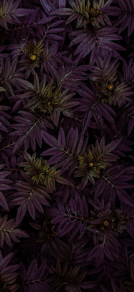 marigold, leaves, dark, plant