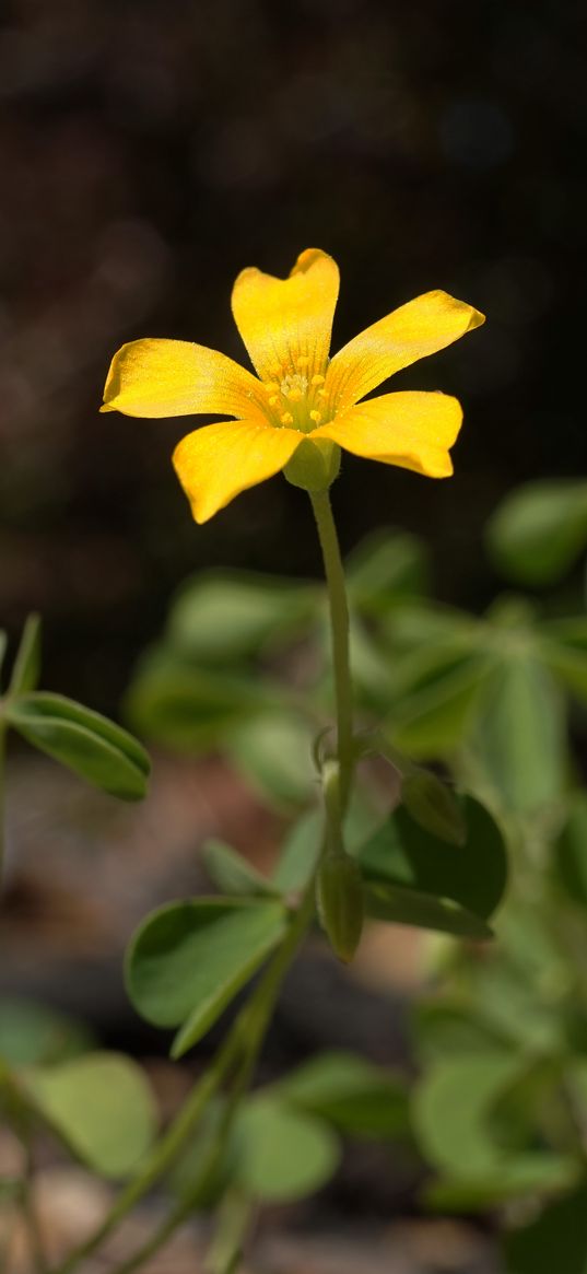 oxalis, petals, flower, leaves