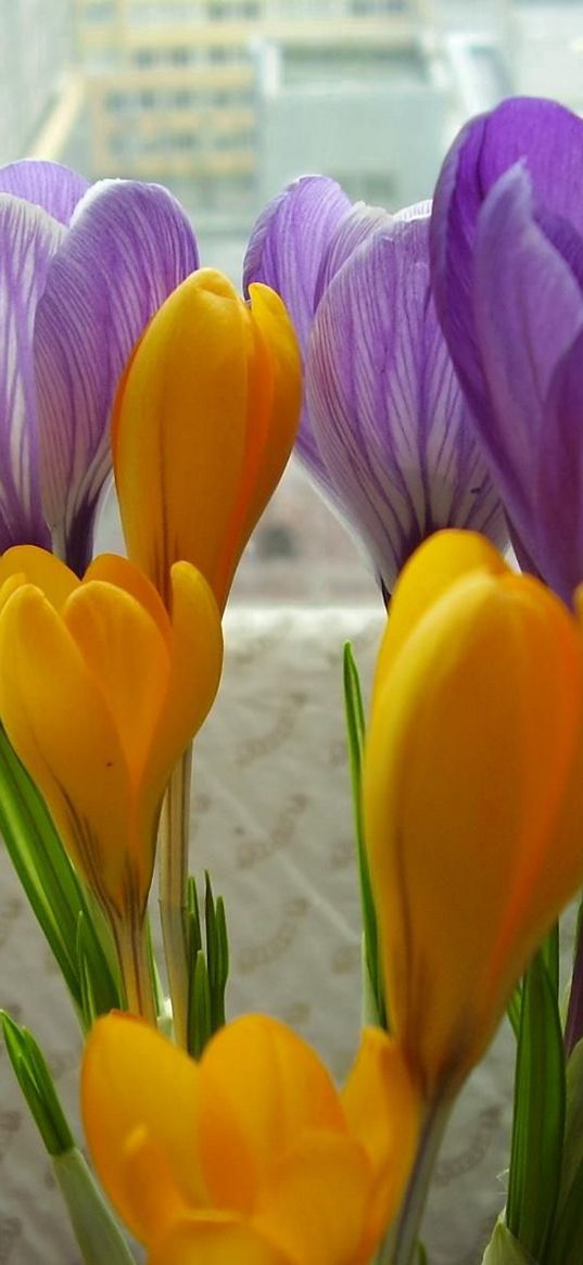 crocuses, flowers, primrose, bouquet, box