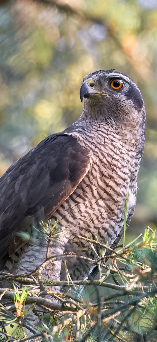 northern goshawk, hawk, bird, wildlife