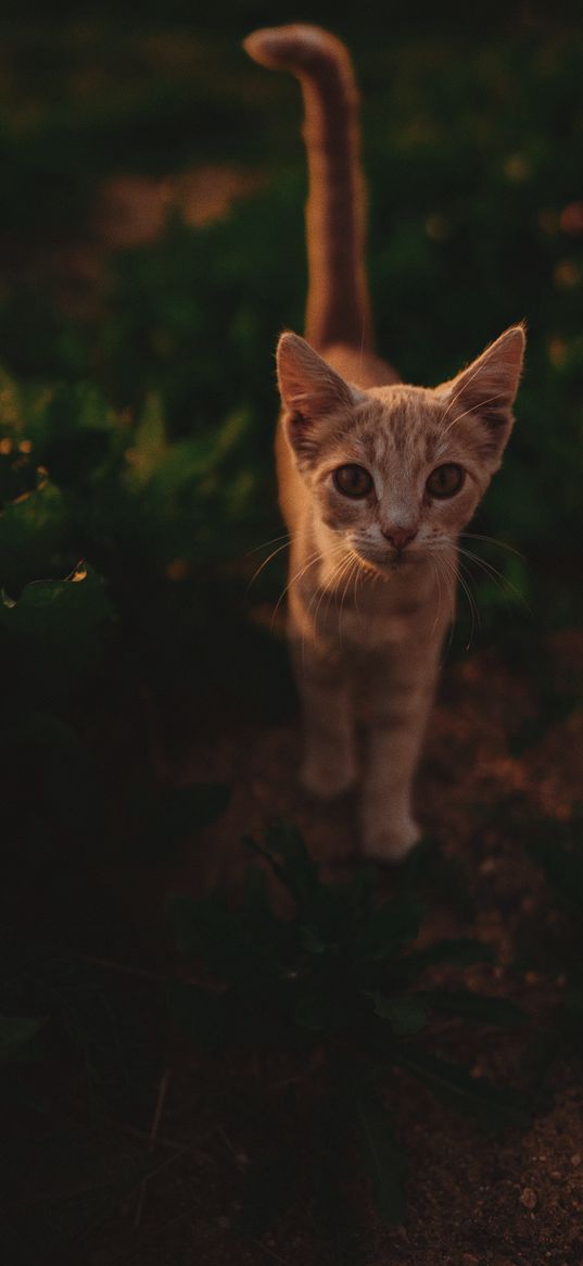 cat, nature, ground