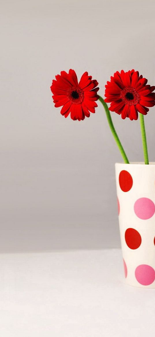 gerbera, flowers, three, vase, peas