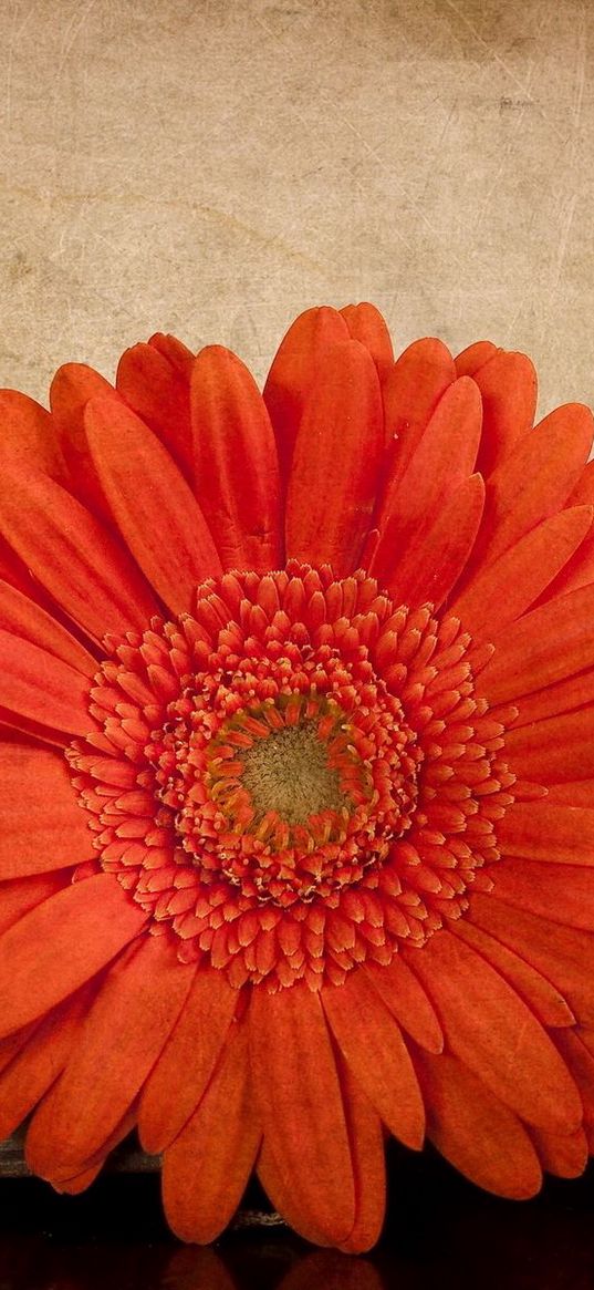 gerbera, flower, orange, book