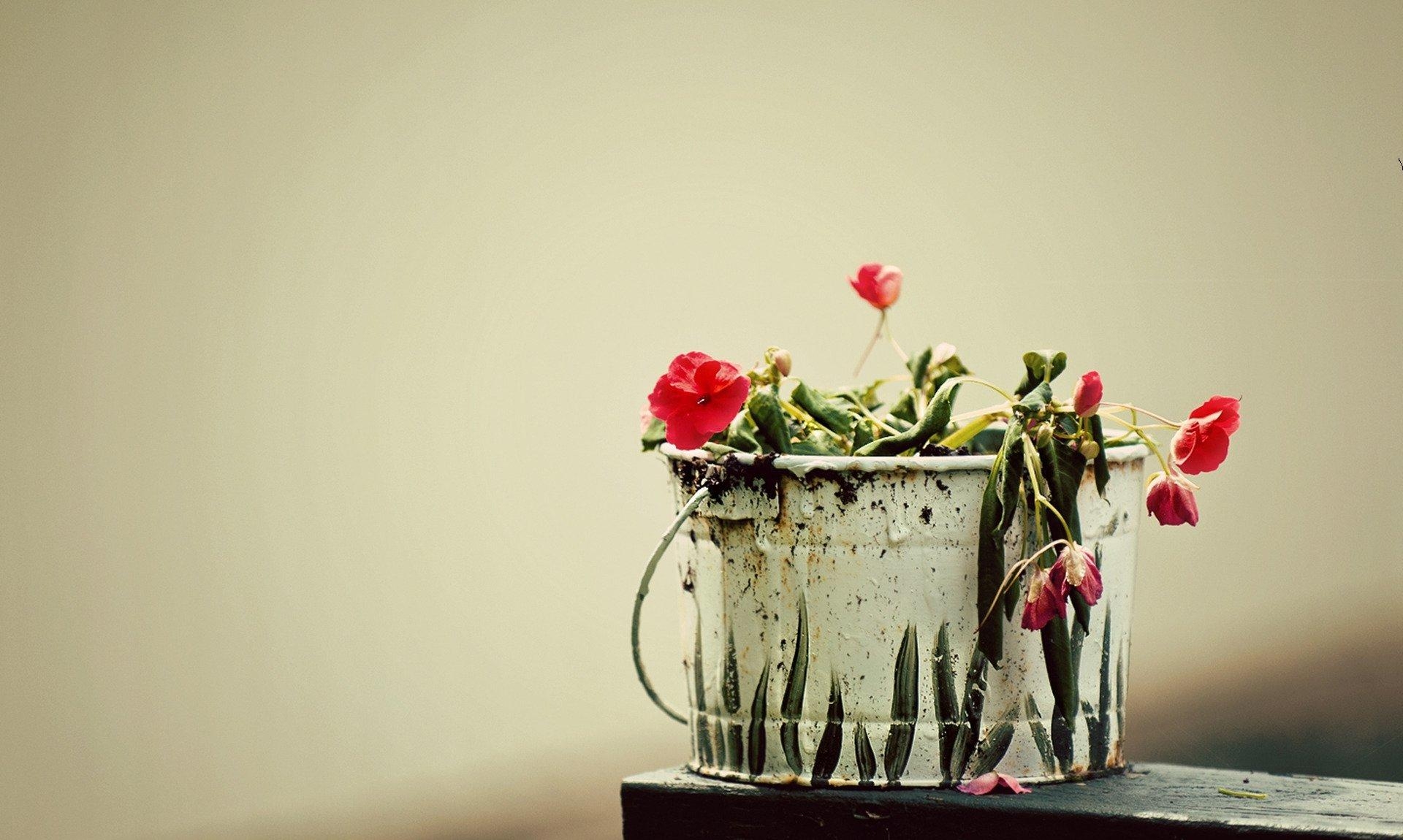 flowers, drooping, bucket