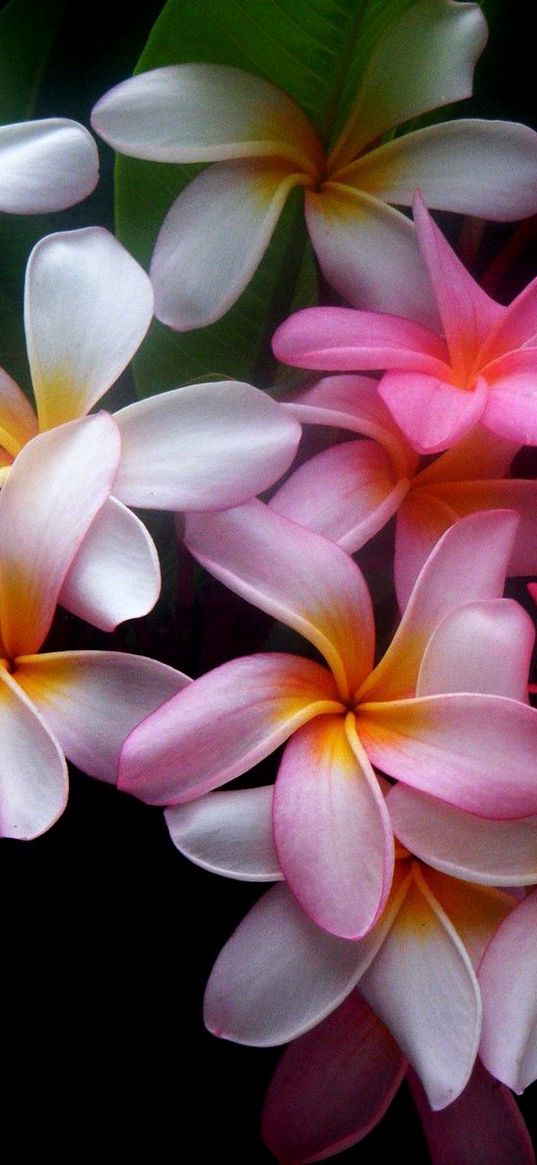 plumeria, flowers, colored, black background