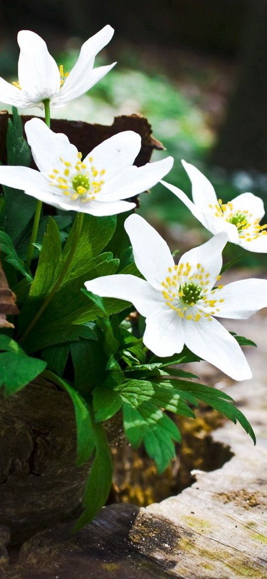 flowers, forest, stump, greens