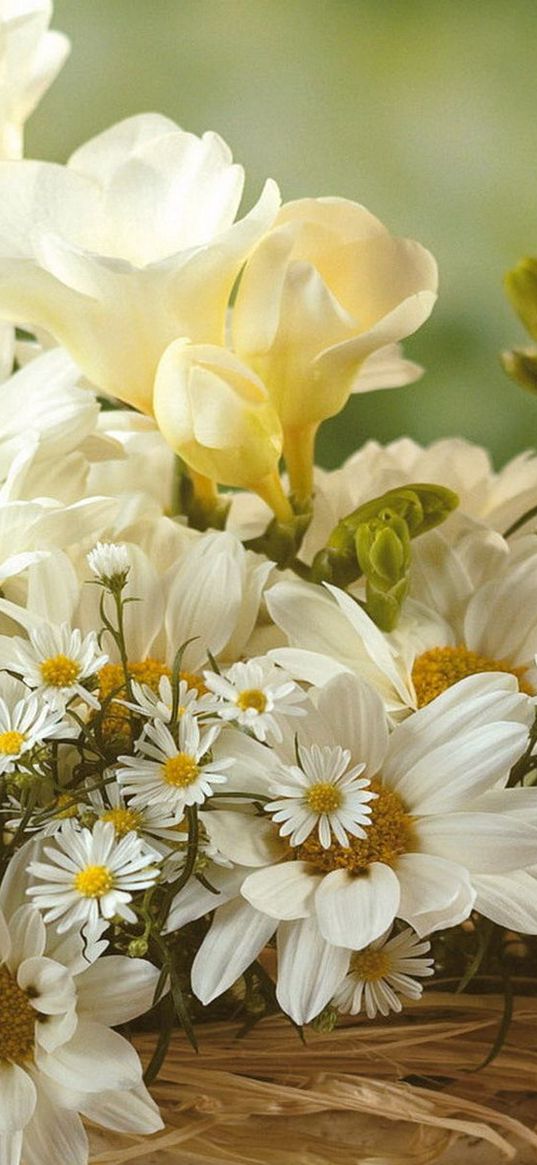 chamomile, flowers, white, bouquet